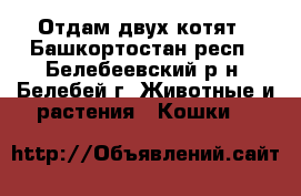 Отдам двух котят - Башкортостан респ., Белебеевский р-н, Белебей г. Животные и растения » Кошки   